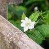 RUBUS ILLECEBROSUS (MALINOJAHODA)_shutter