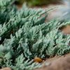 JUNIPERUS HORIZONTALIS 'BLUE CARPET' IST2
