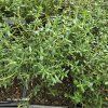 THYMUS VULGARIS (TYMIAN OBECNÝ)