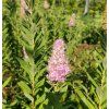 SPIRAEA × BUMALDA kak