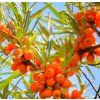 HIPPOPHAE RHAMNOIDES 'JULIA' SHUTT