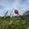 ROSA 'KARPATIA' kak2
