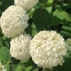 Hydrangea arb. 'Annabelle'_ist1