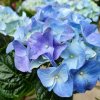 HYDRANGEA MACROPHYLLA 'BELA'_ist1