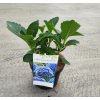 HYDRANGEA MACROPHYLLA 'BELA' arbo