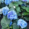 HYDRANGEA MACROPHYLLA 'BELA'_ist