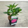 HYDRANGEA MACROPHYLLA 'LEUCHTFEUER' kak