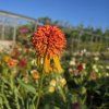 ECHINACEA 'MARMALADE' kak2
