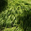 HAKONECHLOA MACRA 'ALBO-STRIATA'_istock