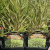 HAKONECHLOA MACRA 'ALBO STRIATA' (RÁKOSOVKA) kak1