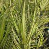 HAKONECHLOA MACRA 'ALBO STRIATA' (RÁKOSOVKA) kak