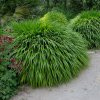 HAKONECHLOA MACRA 'ALBO-STRIATA'_istock