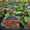 HEUCHERA 'PARIS' kak