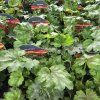 HEUCHERA 'PARIS' kak1