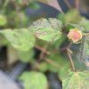 HIBISCUS MOSCHEUTOS 'SPINDERELLA'_kak2