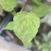 HIBISCUS MOSCHEUTOS 'SPINDERELLA'_kak3
