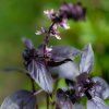 OCIMUM BASILICUM 'PURPLE OPAL' (BAZALKA PRAVÁ)_istock1