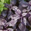 OCIMUM BASILICUM 'PURPLE OPAL' (BAZALKA PRAVÁ)_istock