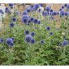 ECHINOPS RITRO SSP. RUTHENICUS 'PLATINUM BLUE' shutt