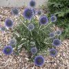 ECHINOPS RITRO SSP. RUTHENICUS 'PLATINUM BLUE' kak1