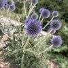 ECHINOPS RITRO SSP. RUTHENICUS 'PLATINUM BLUE' kak