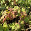 GERANIUM CANTABRIGIENSE 'SAINT OLA' kak1