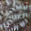ATHYRIUM NIPONICUM 'BURGUNDY LACE IST