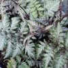 ATHYRIUM NIPONICUM 'BURGUNDY LACE IST