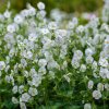 GERANIUM PHAEUM 'ALBUM' IST1