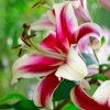 LILIUM 'Mr. JOB'_istock