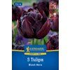 TULIPA 'BLACK HERO' (TULIPÁN)1