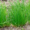 ALLIUM SCHOENOPRASUM 'STARO' shut2