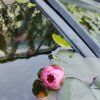 NYMPHAEA 'JAMES BRYDON' kak1