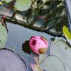 NYMPHAEA 'JAMES BRYDON' kak3
