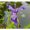 IRIS VERSICOLOR KAK1