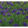 IRIS VERSICOLOR KAK2