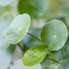 HYDROCOTYLE VULGARIS shut1