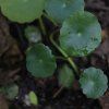 HYDROCOTYLE VULGARIS shut