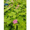 RUBUS ARCTICUS kak