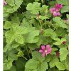 RUBUS ARCTICUS 'BEATA' (ARKTICKÁ ČERNICA) kak