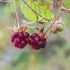 RUBUS ARCTICUS 'BEATA' ist