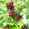 RUBUS ARCTICUS 'MARIKA' ist