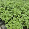 MENTHA ROTUNDIFOLIA 'APPLE MINT'_kak