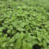 MENTHA ROTUNDIFOLIA 'APPLE MINT'_kak2
