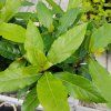 LAURUS NOBILIS kak4