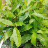 LAURUS NOBILIS kak