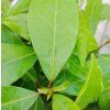 LAURUS NOBILIS kak1