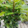 LAURUS NOBILIS kak2