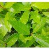 LAURUS NOBILIS kak3