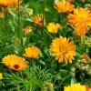 CALENDULA OFFICINALIS (NECHTÍK LEKÁRSKY)_istock